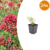 Rote Spornblume ‚Coccineus' – Centranthus ruber