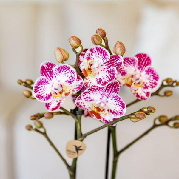 Schmetterlingsorchidee ‚Diamond Bora Bora' – Phalaenopsis – Ansicht 7