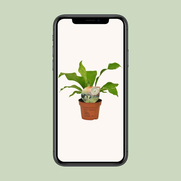 Nestfarn – Asplenium nidus – Ansicht 10