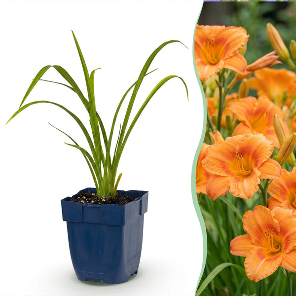 Taglilie ‚Mauna Loa' – Hemerocallis