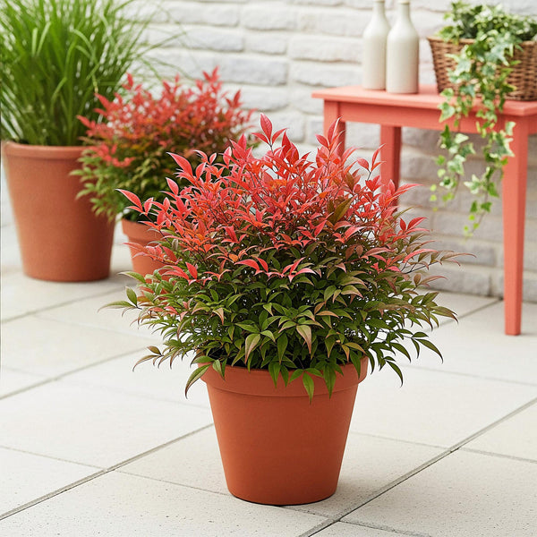 Himmelsbambus ‚Obsessed' – Nandina domestica – Ansicht 5