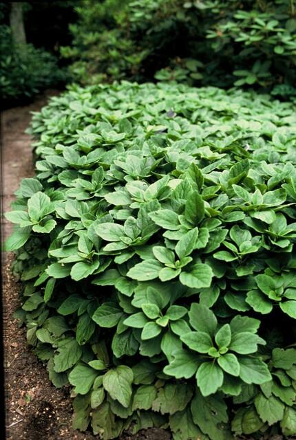 Dickmännchen – Pachysandra terminalis – Ansicht 3