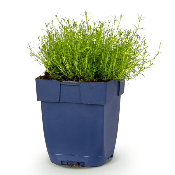 Sternmoos – Sagina subulata – Ansicht 2