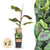 Banane ‚Ever Red' – Musa – Ø 15 cm · 50 cm