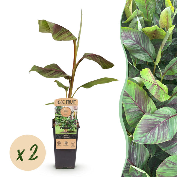 Banane ‚Ever Red' – Musa – Ø 15 cm · 50 cm