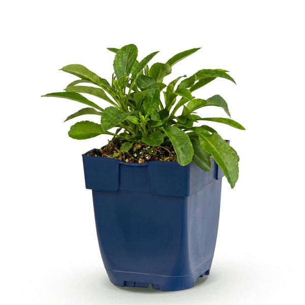 Pfirsichblättrige Glockenblume – Campanula persicifolia – Blau, 1 Stück