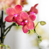 Schmetterlingsorchidee ‚Blossom Congo' – Phalaenopsis – Ansicht 7