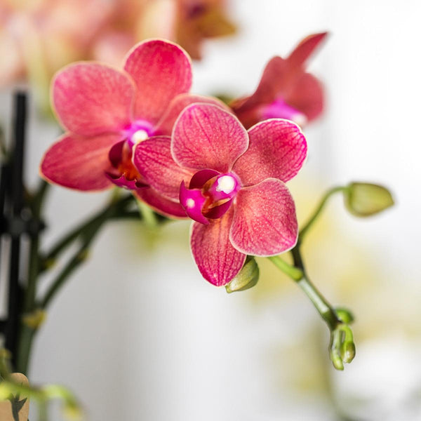 Schmetterlingsorchidee ‚Blossom Congo' – Phalaenopsis – Ansicht 7