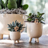 Schmetterlingsorchidee ‚Congo' – Phalaenopsis – Ansicht 2