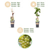 Weinrebe ‚Bianca' – Vitis vinifera – Ansicht 4