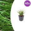 Japan-Segge – Carex morrowii