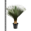 Palmlilie – Yucca rostrata – Ansicht 2