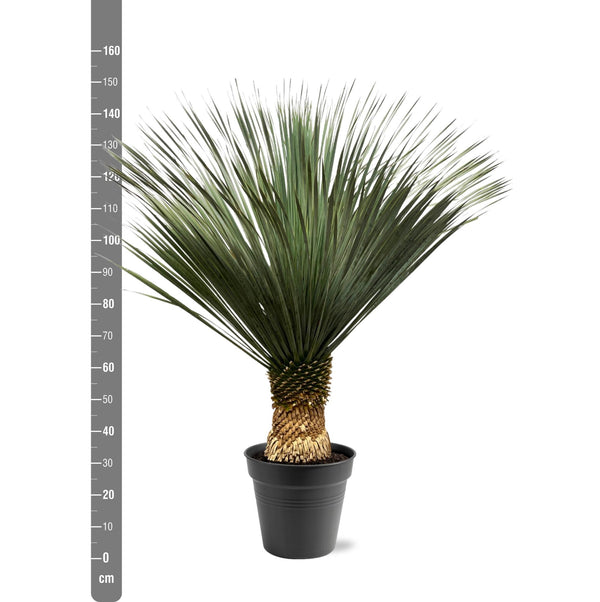 Palmlilie – Yucca rostrata – Ansicht 2