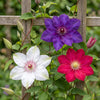 Waldreben-Mix „Tricolour" – Clematis – Ansicht 3