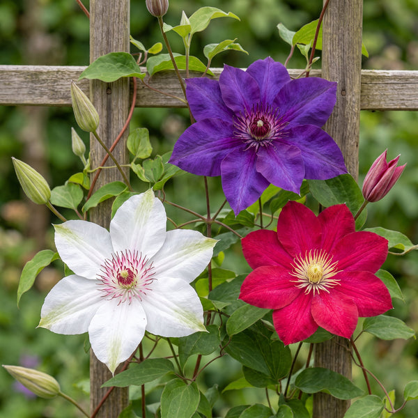 Waldreben-Mix „Tricolour" – Clematis – Ansicht 3