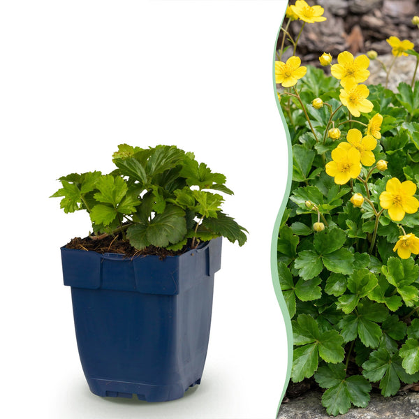 Golderdbeere – Waldsteinia ternata – 1 Stück