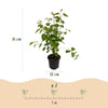 Katsurabaum – Cercidiphyllum japonicum – Ansicht 3