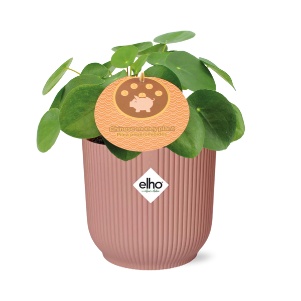 Ufopflanze – Pilea peperomioides