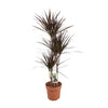Drachenbaum ‚Magenta' – Dracaena marginata