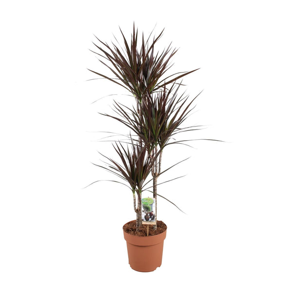 Drachenbaum ‚Magenta' – Dracaena marginata