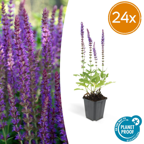 Steppensalbei ‚Ostfriesland' – Salvia nemorosa