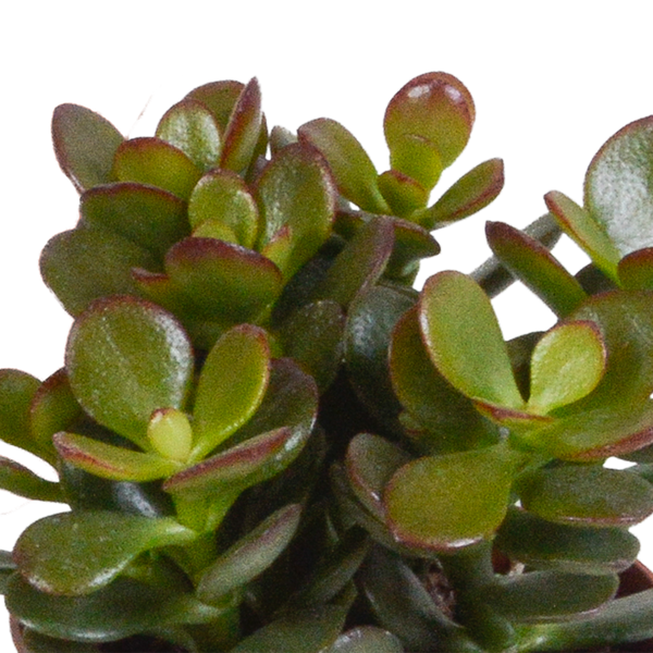 Sukkulenten-Set „Crassula-Mischung“ – 3 Crassula – Ansicht 12