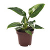 Philodendron erubescens ‚White Princess' – Ø 12 cm · 25 cm