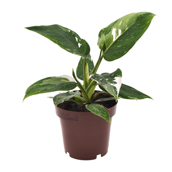 Philodendron erubescens ‚White Princess' – Ø 12 cm · 25 cm