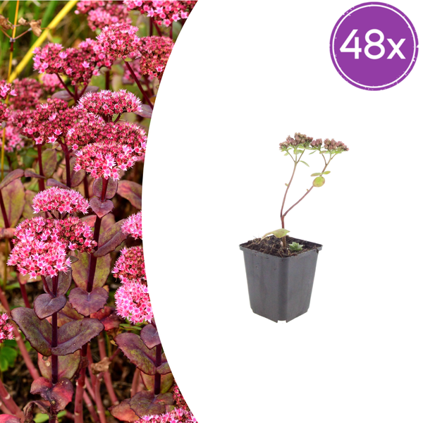 Fetthenne ‚Matrona' – Sedum