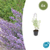 Katzenminze ‚Walker's Low' – Nepeta × faassenii – Ø 9 cm · 10-25 cm, 6 Stück