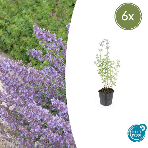 Katzenminze ‚Walker's Low' – Nepeta × faassenii – Ø 9 cm · 10-25 cm, 6 Stück