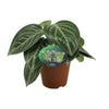 Zwergpfeffer – Peperomia sarcophylla