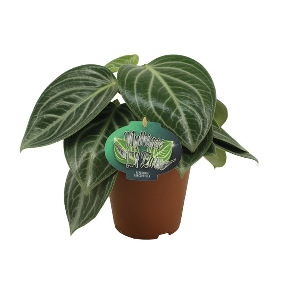 Zwergpfeffer – Peperomia sarcophylla
