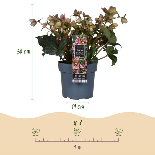 Lenzrose ‚Angels Glow' – Helleborus – Ansicht 3