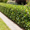 Japanische Stechpalme ‚Caroline Upright' – Ilex crenata – Ansicht 5