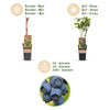 Heidelbeere ‚Patriot' – Vaccinium corymbosum – Ansicht 4