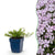 Polster-Phlox ‚Benita' – Phlox subulata – 1 Stück