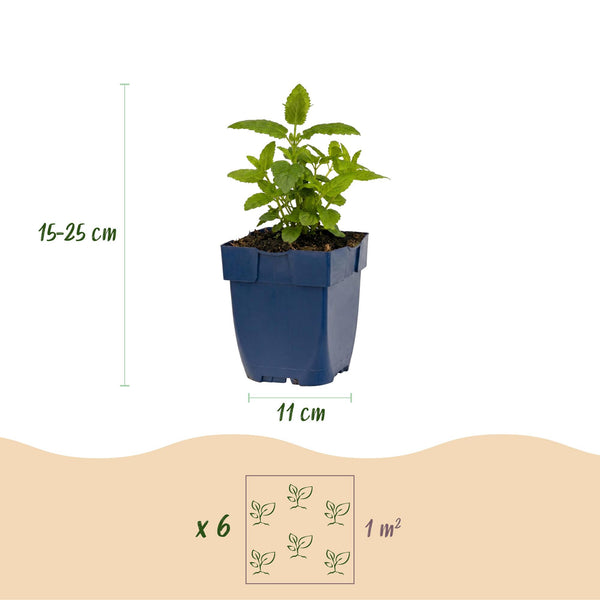 Katzenminze ‚Neptune' – Nepeta nervosa – Ansicht 3
