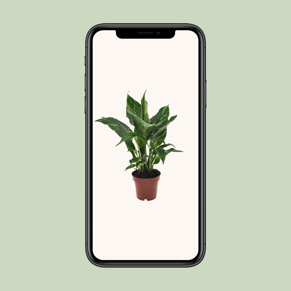 Einblatt ‚Diamond' – Spathiphyllum wallisii – Ansicht 4