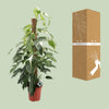Efeutute ‚Albo Variegata' – Epipremnum pinnatum – Ansicht 3