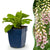 Fingerhut ‚Gloxiniiflora' – Digitalis purpurea – 1 Stück