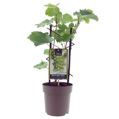 Weinrebe ‚Muscat d'Alexandrie' – Vitis vinifera