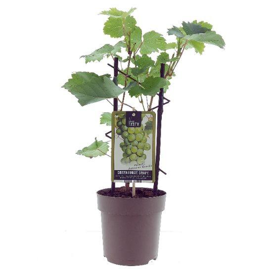 Weinrebe ‚Muscat d'Alexandrie' – Vitis vinifera
