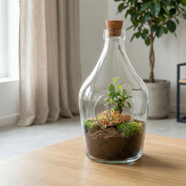 Terrarium-Set „John" – Bonsai & Ruby Lime