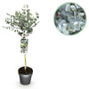 Eukalyptus-Stämmchen ‚Azura' – Eucalyptus gunnii