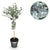 Eukalyptus-Stämmchen ‚Azura' – Eucalyptus gunnii