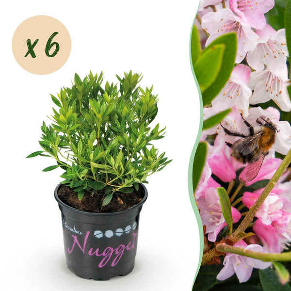 Zwerg-Rhododendron ‚Bloombux Magenta' – Rhododendron