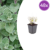 Kleinblütige Bergminze – Calamintha nepeta subsp. nepeta