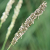 Herbst-Kopfgras – Sesleria autumnalis – Ansicht 8