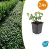 Kriechspindel ‚Dart's Blanket' – Euonymus fortunei
